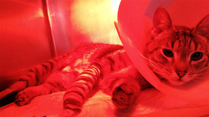 FLUTD caso de problemas urinarios en gatos, tratados en Innova veterinaria