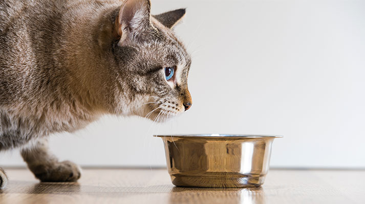 Comida húmeda para gatos - Innova Veterinaria