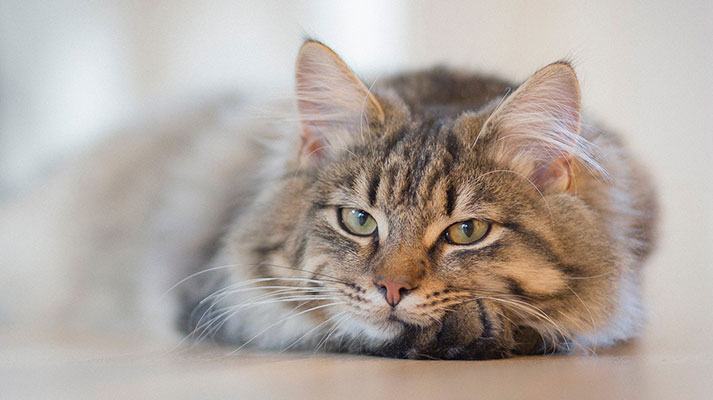 ganso George Stevenson Grave Estreñimiento en gatos: cómo detectarlo y solucionar el problema