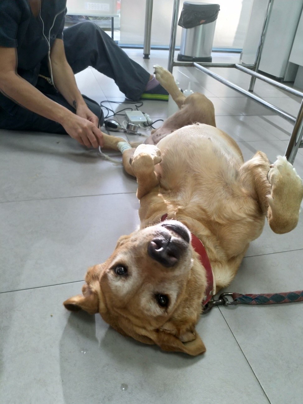 Hipertensión en perros: Caso Fosca - Innova Veterinaria