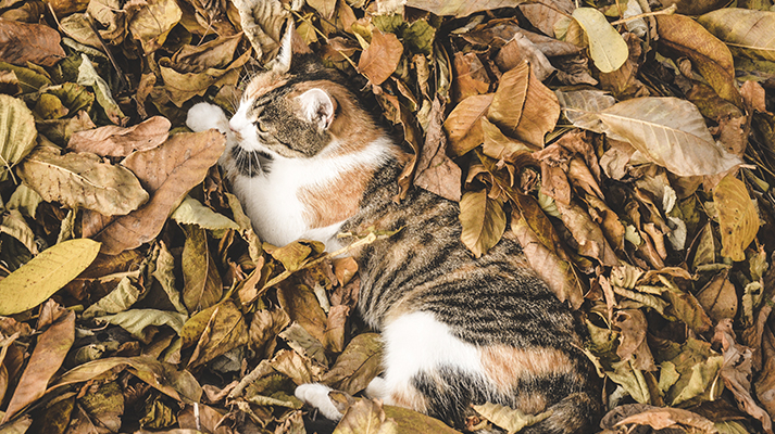 Cuidados de mascotas en otoño